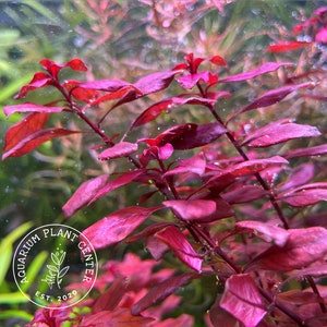 Ludwigia palustris 'super red', Live Aquarium/Aquatic/Background/Red Plant,Planted Tank,Aquascape