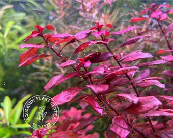 Ludwigia palustris 'super red', Live Aquarium/Aquatic/Background/Red Plant,Planted Tank,Aquascape