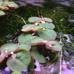 K&ouml;nnte beinhalten: Nahaufnahme einer gr&uuml;nen Wasserpflanze mit kleinen wei&szlig;en Bl&uuml;ten und roten R&auml;ndern an den Bl&auml;ttern. Die Pflanze w&auml;chst in einem klaren Wassertank mit gr&uuml;nem Hintergrund.