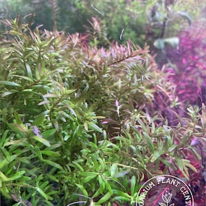 Rotala sp. &#39;Coin Leaf&#39;, Live Aquarium/Aquatic/Background/Red Plant,Planted Tank,Aquascaping