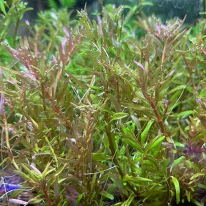 Rotala rotundifolia &#39;Orange Juice‘, Live Aquarium/Aquatic/Freshwater/Background/Red/Stem Plant, Planted Tank, Aquascaping