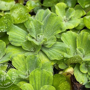 Water Lettuce, Pistia stratiotes, Live Aquarium/Aquatic/Floating/Pond Plant