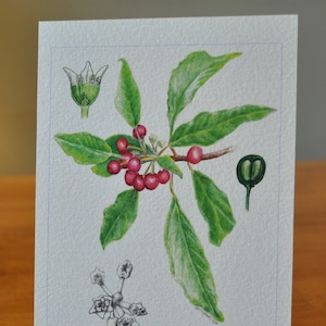 Cascara Sagrada, Buckthorn, 5x7 Giclée Print