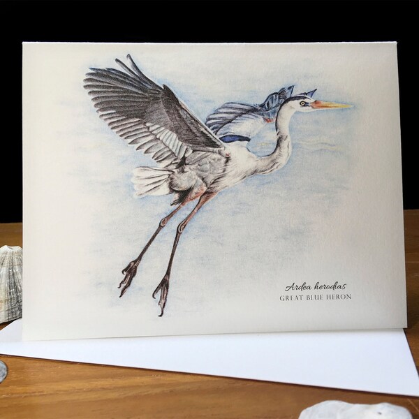 Great Blue Heron, Ardea herodias, Blank Note Card
