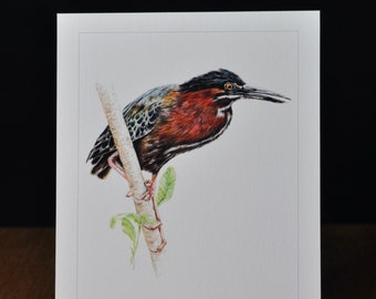 5x7 Giclee Print of Green Heron, Butorides virescens