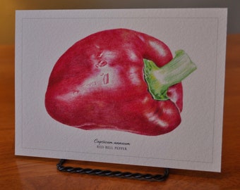 5x7 Giclee Print of Red Bell Pepper