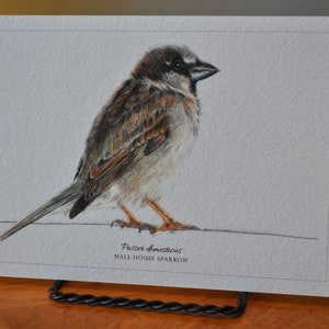 Male House Sparrow 5x7 Giclée Print
