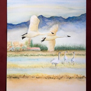 Trumpeter Swans of Skagit Valley Farmlands 8.5x11 Giclée print