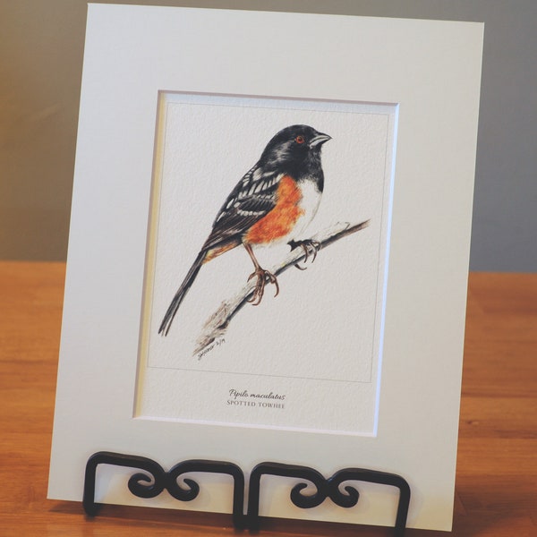 Spotted Towhee 5x7 Matted Print