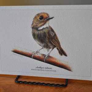Rufus-Browed Flycatcher 5x7 Giclée Print