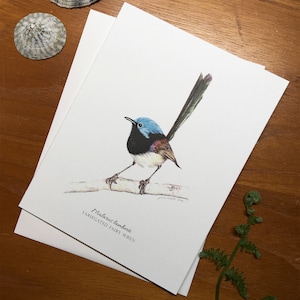 May include: A watercolor illustration of a Variegated Fairy Wren, a small blue and black bird with a long tail, perched on a branch. The illustration is titled "Malurus lamberti Variegated Fairy Wren".