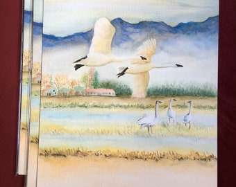 Trumpeter Swans of Skagit Valley Farmlands 8.5x11 giclee print