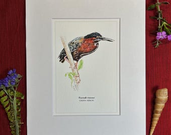 Green Heron Print, 8x10 Matted Giclee Print, Green Heron Art Print, Small Heron Print