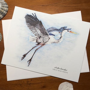 Great Blue Heron, Ardea herodias, Blank Note Card, 5.5&quot;x4.25&quot;
