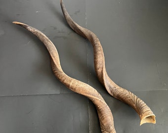 African Kudu Antelope Horn Pair Extra Large
