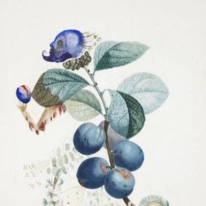 Set van 15 x ZEER ZELDZAME Salvador Dali - FruitDalí-serie/botanische kunst