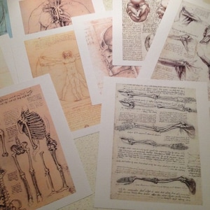 x10 set Da Vinci Anatomy Portfolio