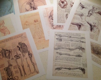 x10 set Portafolio de anatomía Da Vinci