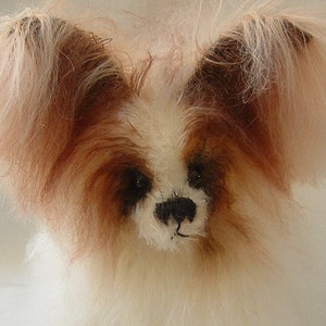 May include: A close-up of a white and brown Papillon dog with long, fluffy ears. The dog has black eyes and a black nose.