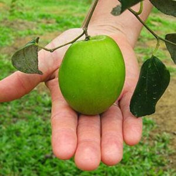 Ziziphus Mauritiana Giant 50 150 Gram Fruit Etsy