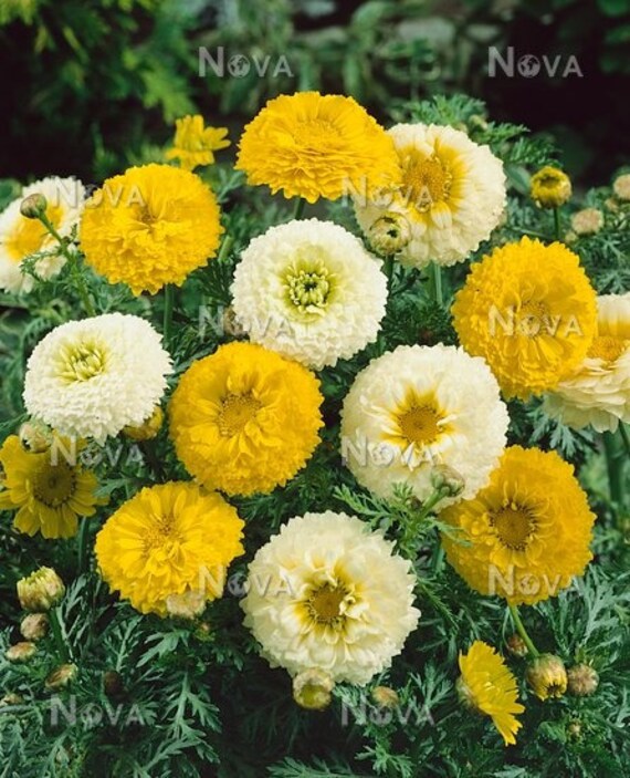 Glebionis Coronaria Crown Daisy Double Full Etsy Glebionis Coronaria Crown Daisy Double Full Etsy