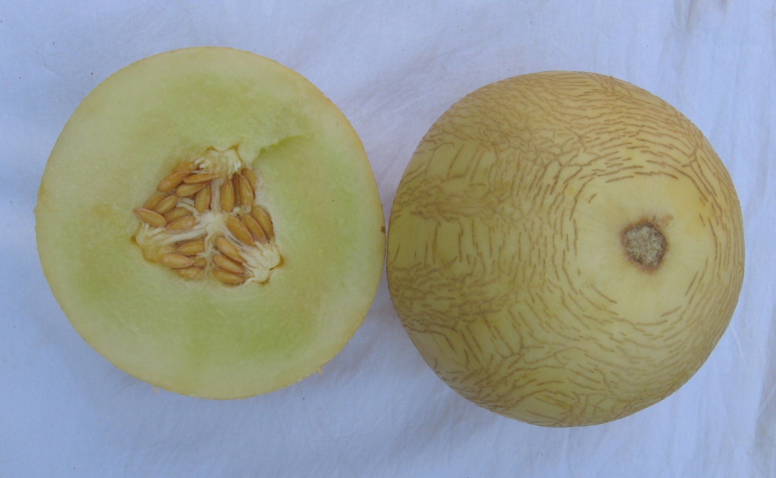 Sprite Melon Cucumis melo 15 seeds rare free combined Etsy