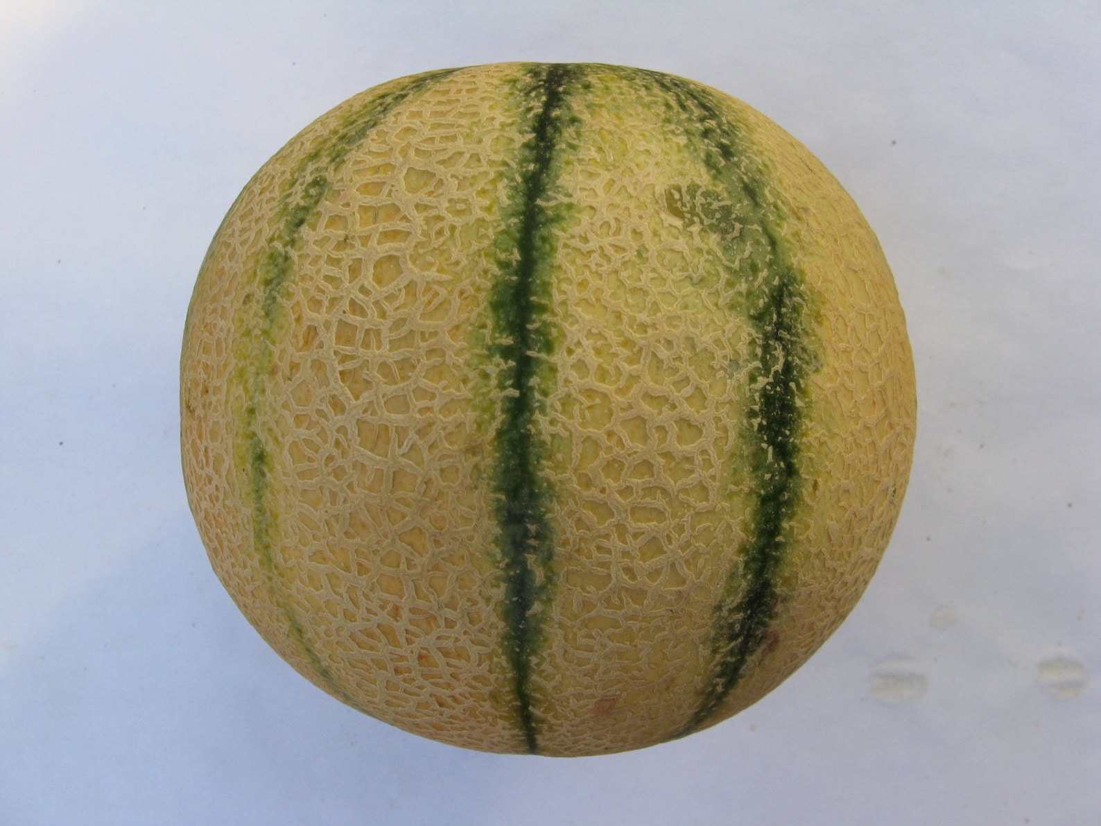Tuscan melon 15 seeds free combined shipping Etsy