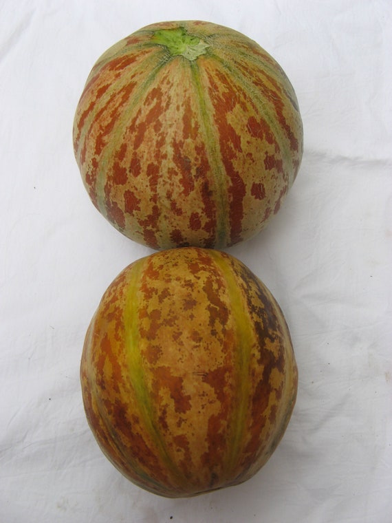 Tiger melon Original 3 colors / Tigger melon 20 Etsy