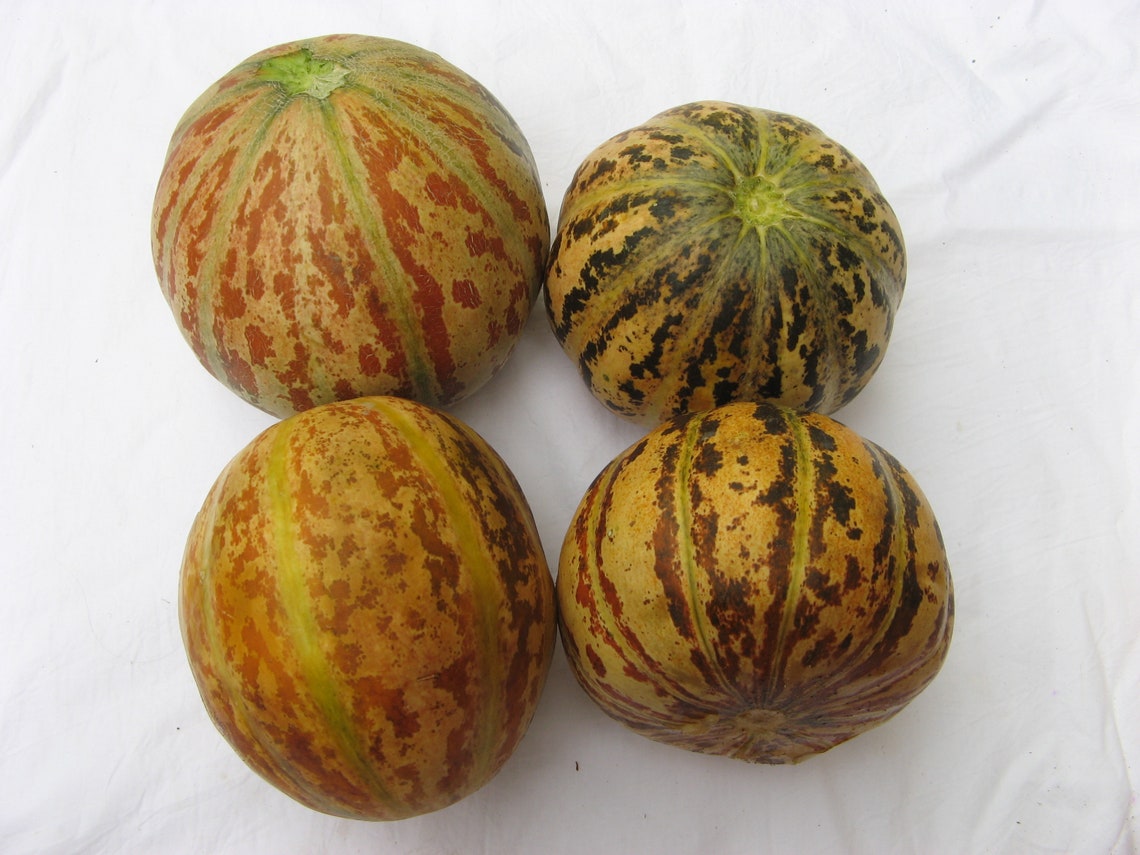 Tiger melon Original 3 colors / Tigger melon 25 Etsy