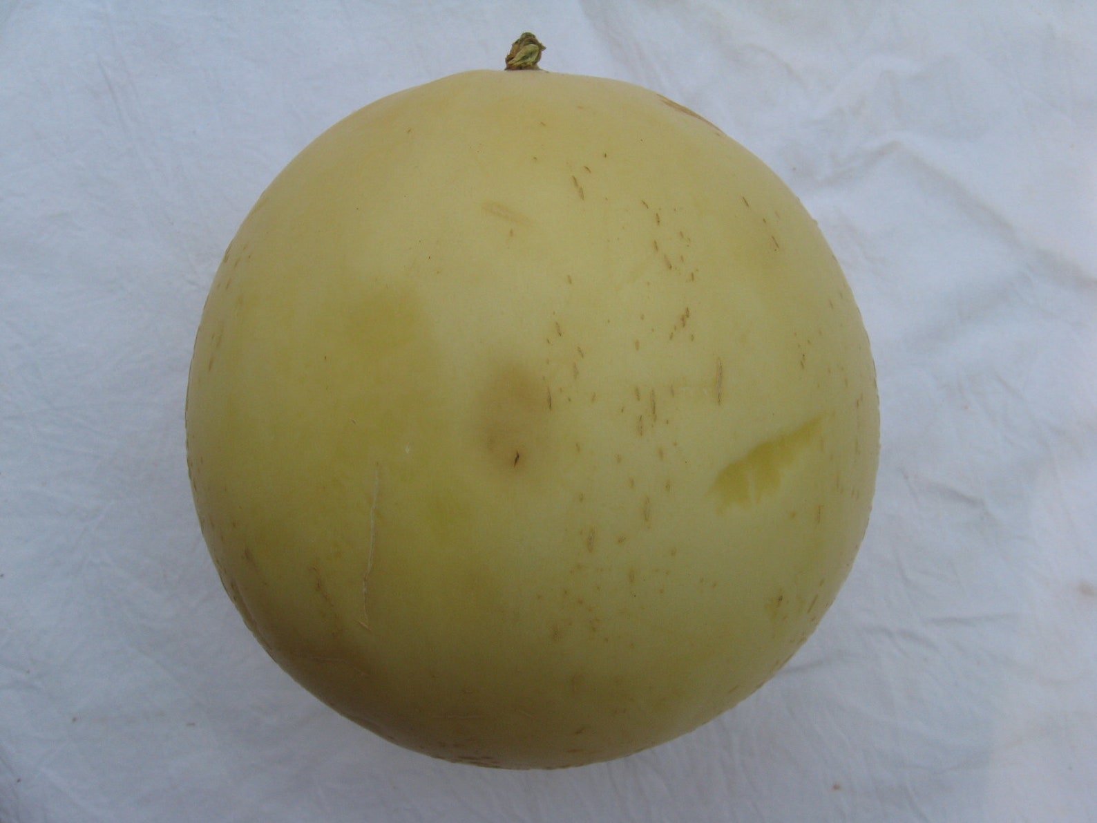 Sprite Melon Cucumis melo 15 seeds rare free combined Etsy