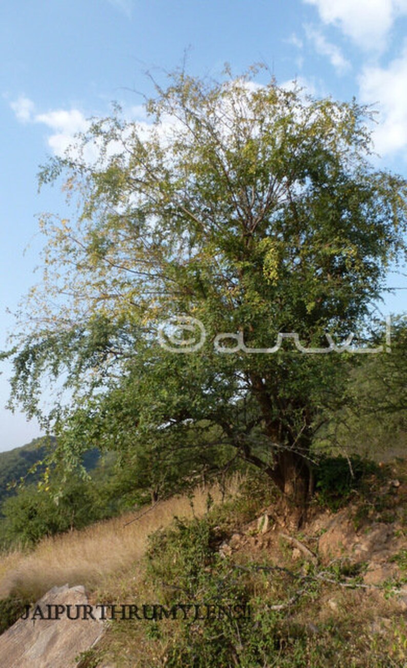 50 seeds Anogeissus Pendula Dhauk free combined shipping