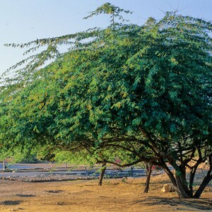 50 seeds Anogeissus Pendula Dhauk free combined shipping