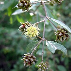 50 seeds Anogeissus Pendula Dhauk free combined shipping