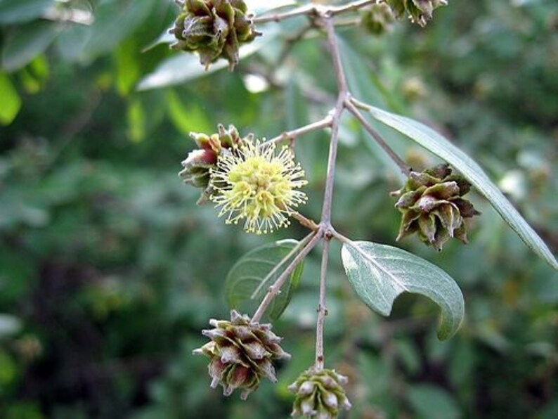 50 seeds Anogeissus Pendula Dhauk free combined shipping