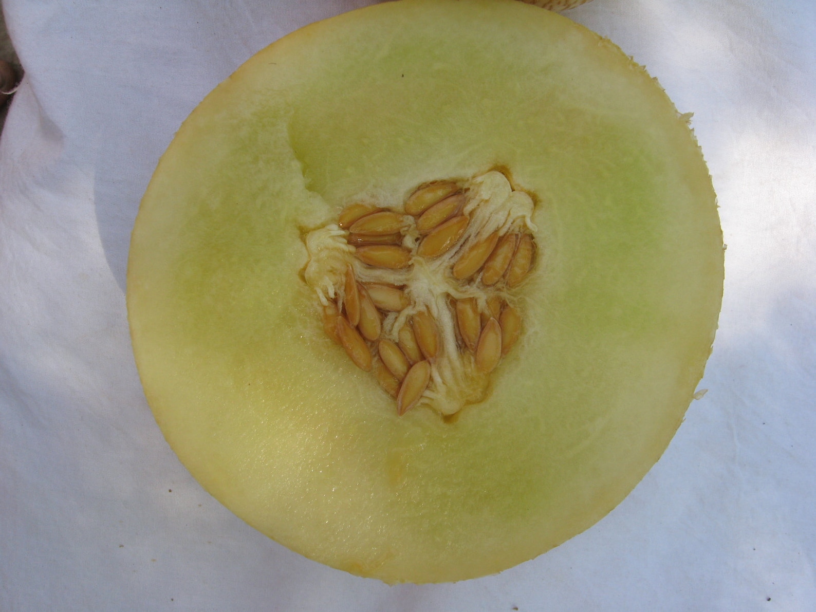 Sprite Melon Cucumis melo 15 seeds rare free combined Etsy