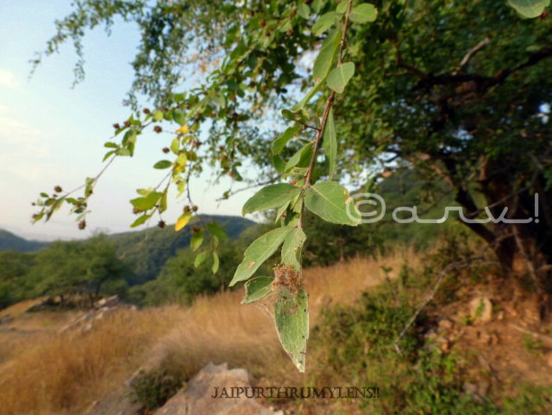 50 seeds Anogeissus Pendula Dhauk free combined shipping