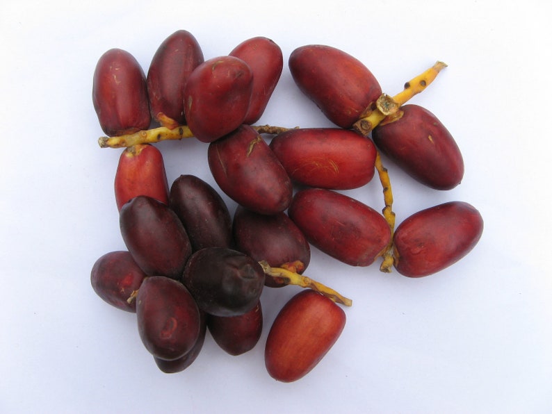 Zaghloul RED fresh dates Phoenix Dactylifera 10 Etsy