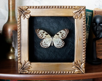 Insect taxidermy framed butterfly / gothic home decor taxidermy oddities goth curiosities dead insect entomology frame animal oddities