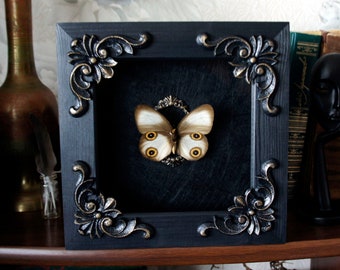 Real framed butterfly artwork / butterfly art decor taxidermy oddities and curiosities home decor entomology frame