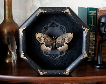 Real framed moth I entomology display for your cabinet of oddities and curiosities or bedroom wall decor