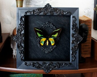 Real framed butterfly Rothschild's birdwing / witchy home decor oddities curiosities collection