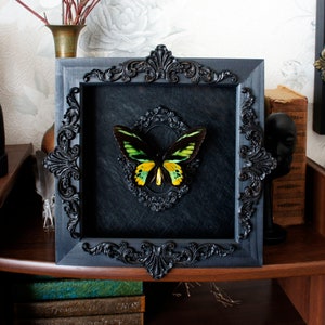 Real framed butterfly Rothschild&#39;s birdwing / witchy home decor oddities curiosities collection