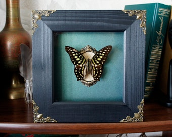 Real framed butterfly Tailed jay / real butterfly frame art wall art artwork butterfly taxidermy framed preserved butterfly