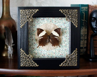 Real butterfly frame artwork / framed butterfly art decor mounted butterfly collection display