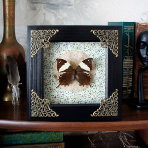 Real butterfly frame artwork / framed butterfly art decor mounted butterfly collection display