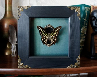 Real framed butterfly Graphium agamemnon taxidermy art / preserved butterfly wall decor / gothic home decor oddity