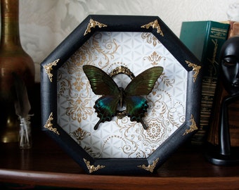 Goth home decor real framed green butterfly Alpine black swallowtail / preserved insect frame oddities gifts papilio peacock butterfly