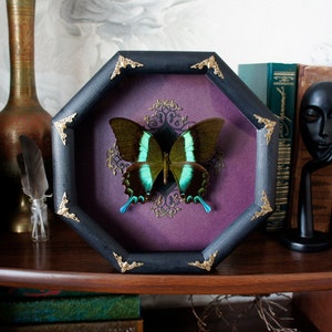 Witchy aesthetic decor Real butterfly frame / victorian goth decor papilio witchcraft decor witchy things image 1