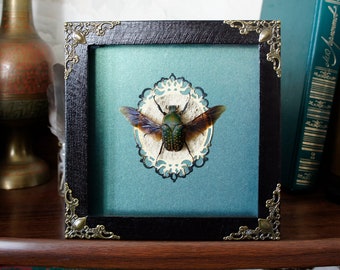 Real Beetle frame / insect taxidermy framed beetle display shadowbox goth home decor oddities