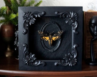 Goth home decor real Death's Head hawkmoth frame / entomology art hawkmoth wall decor taxidermy oddities and curiosities